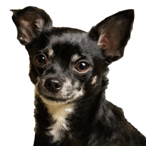 Black Chihuahua V2 Vinyl Car Decal Sticker – Waterproof & UV-Resistant 6.826666666666667"