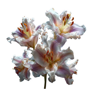 Surreal Lilies Vinyl Car Decal Sticker – Waterproof & UV-Resistant 3.4133333333333336"