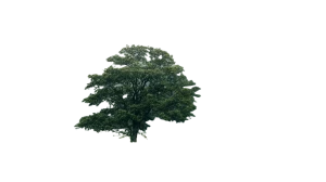 Foggy Forest Tree Vinyl Car Decal Sticker – Waterproof & UV-Resistant 5.4