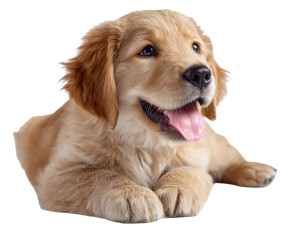 Golden Retriever Puppy V71 Vinyl Car Decal Sticker – Waterproof & UV-Resistant 3.0933333333333333"