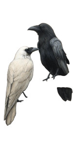 Gothic Raven Art V2 Vinyl Car Decal Sticker – Waterproof & UV-Resistant 5.12"