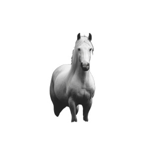 White Horse V8 Vinyl Car Decal Sticker – Waterproof & UV-Resistant 3.4133333333333336" White Horse V8 Vinyl Car Decal Sticker – Waterproof & UV-Resistant 3.4133333333333336"