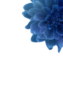 Transparent Flower V2 Vinyl Car Decal Sticker – Waterproof & UV-Resistant 4.373333333333333"