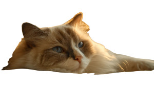 Majestic Ragdoll Cat V3 Vinyl Car Decal Sticker – Waterproof & UV-Resistant 2.72"