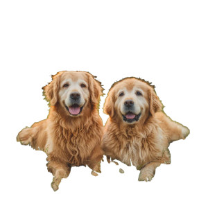 Golden Retrievers Resting Vinyl Car Decal Sticker – Waterproof & UV-Resistant 6.826666666666667"