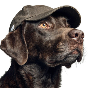 Chocolate Lab Logo V2 Vinyl Car Decal Sticker – Waterproof & UV-Resistant 3.4133333333333336"