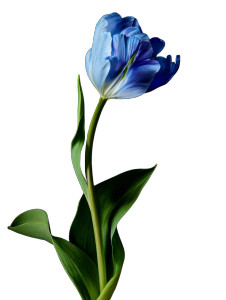 Blue Tulip Bloom Vinyl Car Decal Sticker – Waterproof & UV-Resistant 8.213333333333333" Blue Tulip Bloom Vinyl Car Decal Sticker – Waterproof & UV-Resistant 8.213333333333333"