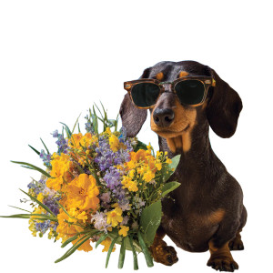 Dachshund Birthday Card Vinyl Car Decal Sticker – Waterproof & UV-Resistant 3.4133333333333336"