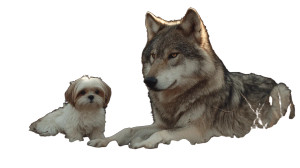 Wolf And Shih Tzu Vinyl Car Decal Sticker – Waterproof & UV-Resistant 2.72" Wolf And Shih Tzu Vinyl Car Decal Sticker – Waterproof & UV-Resistant 2.72"