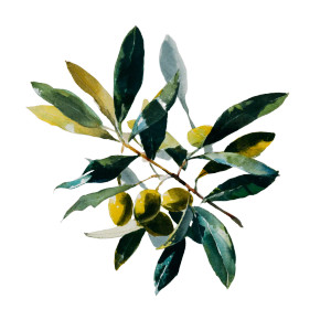 Olive Tree Detail Vinyl Car Decal Sticker – Waterproof & UV-Resistant 6.826666666666667"
