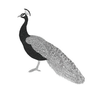 Minimalist Peacock Drawing Vinyl Car Decal Sticker – Waterproof & UV-Resistant 3.4133333333333336"