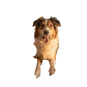 Playful Border Collie V5 Vinyl Car Decal Sticker – Waterproof & UV-Resistant 6.826666666666667"