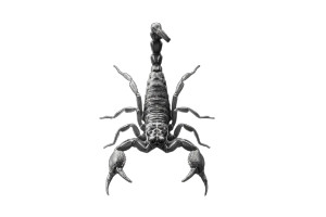 Ripple Scorpion Vinyl Car Decal Sticker – Waterproof & UV-Resistant 5.97333333333333
