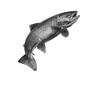 Rainbow Trout Jumping Vinyl Car Decal Sticker – Waterproof & UV-Resistant 6.826666666666667"
