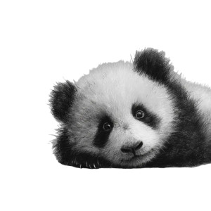 Cute Panda V8 Vinyl Car Decal Sticker – Waterproof & UV-Resistant 3.4133333333333336" Cute Panda V8 Vinyl Car Decal Sticker – Waterproof & UV-Resistant 3.4133333333333336"
