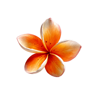 Orange Plumeria Blossom V2 Vinyl Car Decal Sticker – Waterproof & UV-Resistant 6.826666666666667"