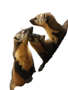 Yellow-Throated Marten Family Vinyl Car Decal Sticker – Waterproof & UV-Resistant 8.213333333333333"