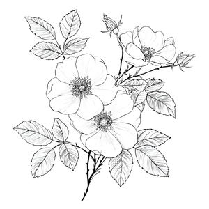 Wild Roses Drawing Vinyl Car Decal Sticker – Waterproof & UV-Resistant 3.4133333333333336"