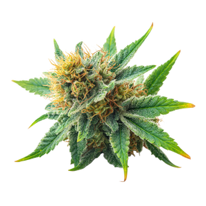 Weed Strain Vinyl Car Decal Sticker – Waterproof & UV-Resistant 3.4133333333333336"