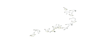 Swan Flock Flight V3 Vinyl Car Decal Sticker – Waterproof & UV-Resistant 5.4