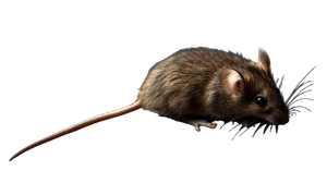 Resting House Mouse Vinyl Car Decal Sticker – Waterproof & UV-Resistant 5.4