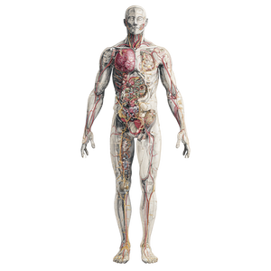 Human Anatomy Illustration Vinyl Car Decal Sticker – Waterproof & UV-Resistant 3.4133333333333336"