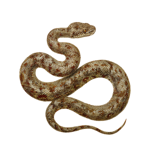 Rattlesnake Art Fusion Vinyl Car Decal Sticker – Waterproof & UV-Resistant 3.4133333333333336"