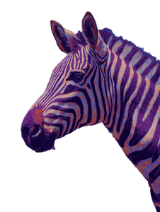 Zebra V4 Vinyl Car Decal Sticker – Waterproof & UV-Resistant 8.213333333333333"