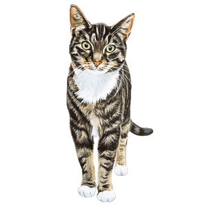 Female Tabby Cat Vinyl Car Decal Sticker – Waterproof & UV-Resistant 3.4133333333333336"