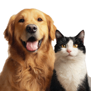 Golden Retriever And Cat V4 Vinyl Car Decal Sticker – Waterproof & UV-Resistant 3.4133333333333336"
