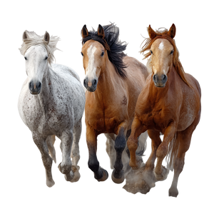 Running Horses V11 Vinyl Car Decal Sticker – Waterproof & UV-Resistant 3.4133333333333336"