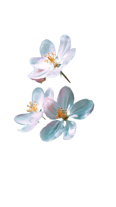 Apple Tree Blossoms Vinyl Car Decal Sticker – Waterproof & UV-Resistant 4.8533333333333335"