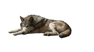 Wounded Wolf Vinyl Car Decal Sticker – Waterproof & UV-Resistant 2.72"