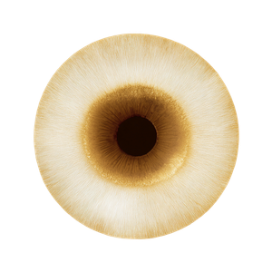 Golden Iris Vinyl Car Decal Sticker – Waterproof & UV-Resistant 6.826666666666667"