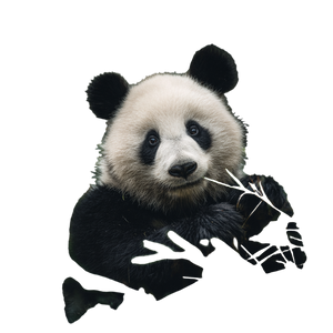 Giant Panda Eating V3 Vinyl Car Decal Sticker – Waterproof & UV-Resistant 3.4133333333333336" Giant Panda Eating V3 Vinyl Car Decal Sticker – Waterproof & UV-Resistant 3.4133333333333336"