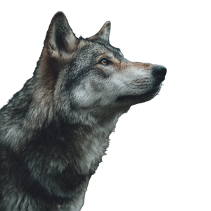 Wolf And Daisy Vinyl Car Decal Sticker – Waterproof & UV-Resistant 3.4133333333333336"