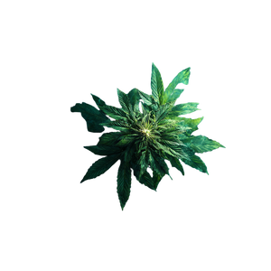 Cannabis Smoke Scene Vinyl Car Decal Sticker – Waterproof & UV-Resistant 3.4133333333333336"