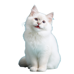 Cute Ragdoll Kitten V2 Vinyl Car Decal Sticker – Waterproof & UV-Resistant 3.4133333333333336" Cute Ragdoll Kitten V2 Vinyl Car Decal Sticker – Waterproof & UV-Resistant 3.4133333333333336"