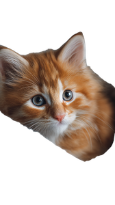 Fluffy Orange Kitten V5 Vinyl Car Decal Sticker – Waterproof & UV-Resistant 4.8533333333333335"