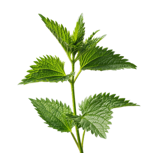 Stinging Nettle Stem Vinyl Car Decal Sticker – Waterproof & UV-Resistant 3.4133333333333336"