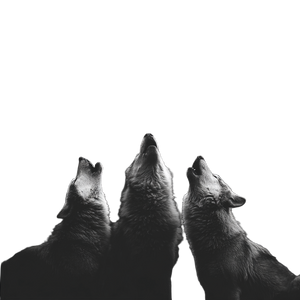 Howling Wolves Silhouette Vinyl Car Decal Sticker – Waterproof & UV-Resistant 3.4133333333333336" Howling Wolves Silhouette Vinyl Car Decal Sticker – Waterproof & UV-Resistant 3.4133333333333336"