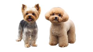 Happy Groomed Dogs Vinyl Car Decal Sticker – Waterproof & UV-Resistant 2.72" Happy Groomed Dogs Vinyl Car Decal Sticker – Waterproof & UV-Resistant 2.72"
