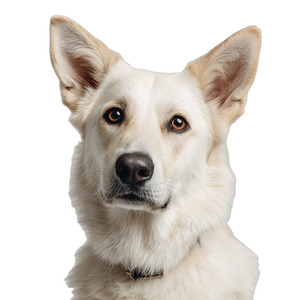 Dog On White Vinyl Car Decal Sticker – Waterproof & UV-Resistant 3.4133333333333336" Dog On White Vinyl Car Decal Sticker – Waterproof & UV-Resistant 3.4133333333333336"