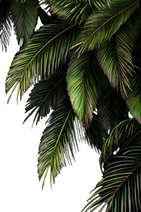 Graceful Palm Trees Vinyl Car Decal Sticker – Waterproof & UV-Resistant 4.4