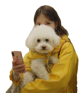 Bichon Frise Selfie Vinyl Car Decal Sticker – Waterproof & UV-Resistant 3.8