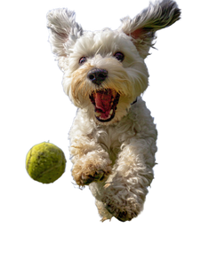 Playing Dog V2 Vinyl Car Decal Sticker – Waterproof & UV-Resistant 8.213333333333333"