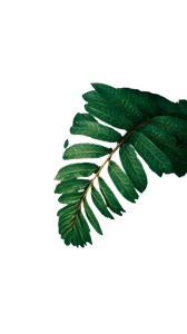 Tropical Leaves V4 Vinyl Car Decal Sticker – Waterproof & UV-Resistant 9.706666666666667"