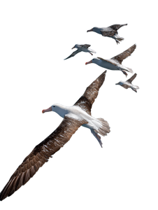 Flying Albatrosses Vinyl Car Decal Sticker – Waterproof & UV-Resistant 4.1066666666666665"