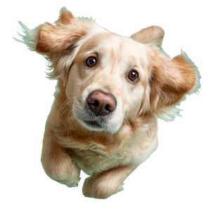 Golden Retriever Playing V7 Vinyl Car Decal Sticker – Waterproof & UV-Resistant 3.4133333333333336"
