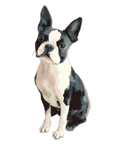 Cute Boston Terrier Vinyl Car Decal Sticker – Waterproof & UV-Resistant 8.0"
